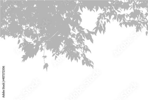 Natural light casts shadows from an willow branch on a white isolated background. Shadow overlay effect. Vector