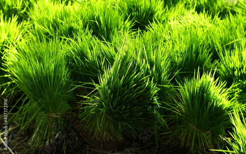 Bundle of fresh rice sprouts in agricultural farm ready for planting in paddy field