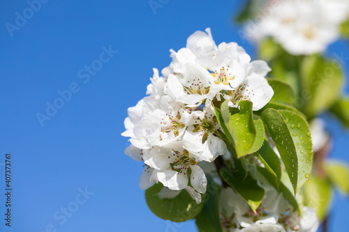 white apple blossom on blue sky, beautiful spring easter background. Springtime.
