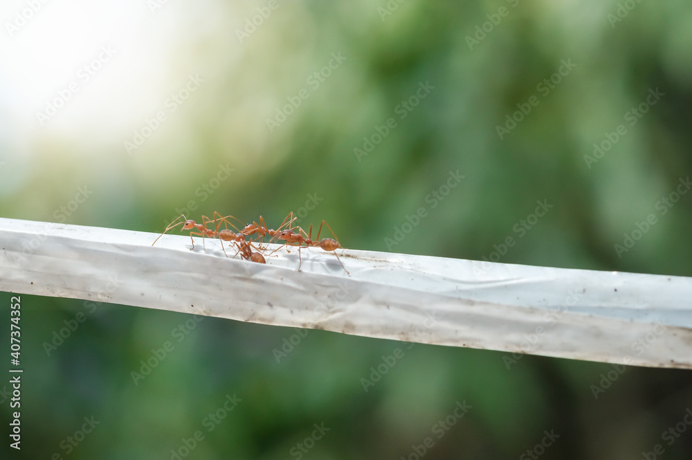 Red ants walking on the plastic rope with blur background, selective focus, light effect. Red ants walking on the plastic rope with blur background, selective focus, light effect.