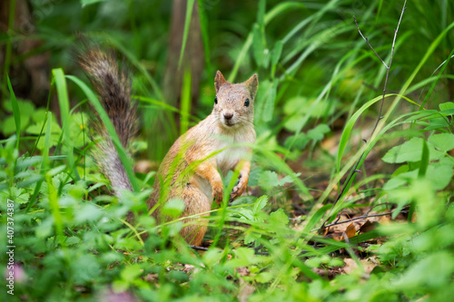 a curious squirrel stands in the grass © Alexander Gogolin
