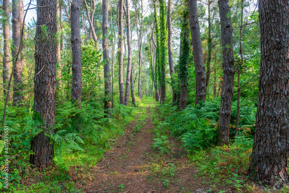 Naklejka premium Tree trunks in a mixed forest covered with ivy