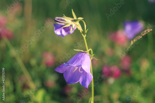 Campanula Bell Flower in Front or Back Yard