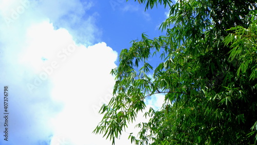 Bamboo leaves on the clear sky blackground.