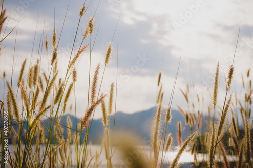 reeds in the water