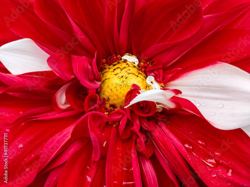 close up of red flower with petals