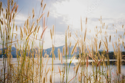 reeds in the water