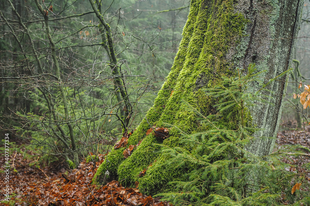 Fototapeta premium Moosbedecker Stammfuß einer Rotbuche