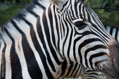 Close up of the face of a Zebra
