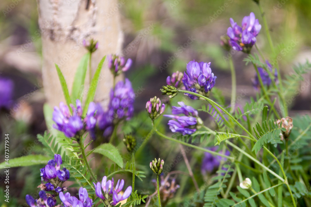 Floral summer background, soft focus. Blooming meadow porridge. Blurred background. Floral summer background, soft focus. Blooming meadow porridge. Blurred background.