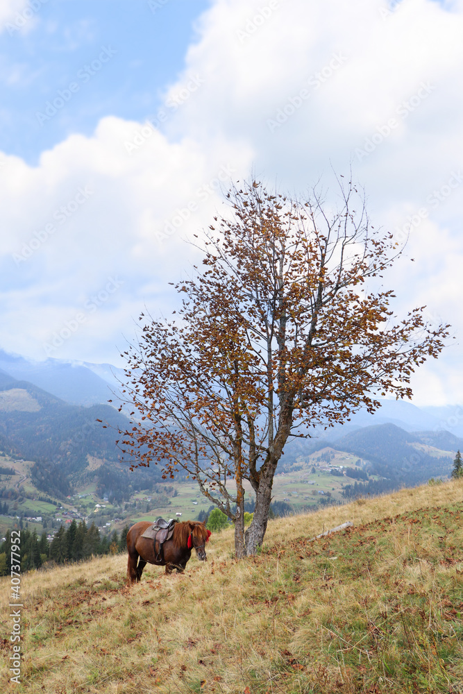 Brown horse on hill near beautiful mountains Brown horse on hill near beautiful mountains