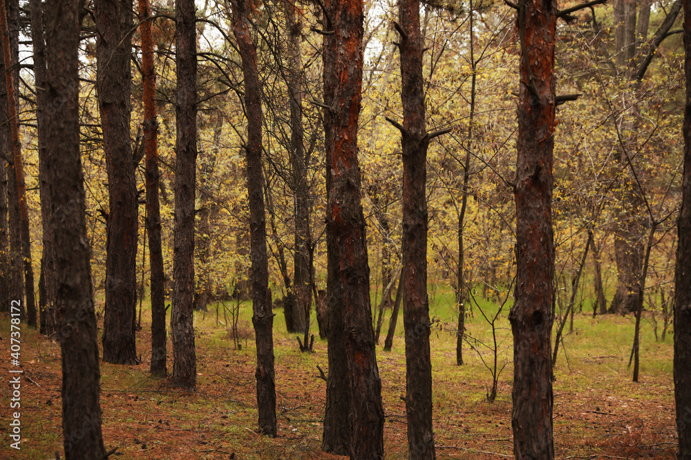 Beautiful view of autumn forest with different trees Beautiful view of autumn forest with different trees