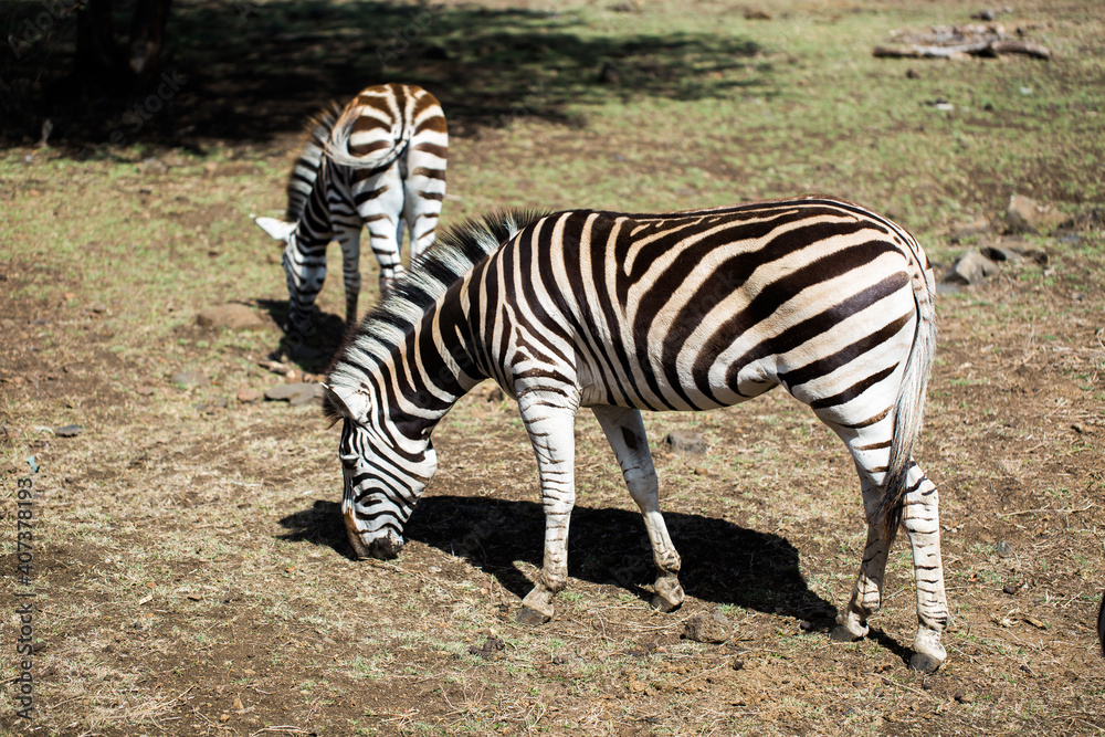 A herd of zebras in the wild. Mauritius. A herd of zebras in the wild. Mauritius.