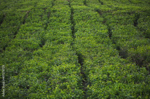 Tea plantation with tea leaves closeup with foggy mountains background, blue and green