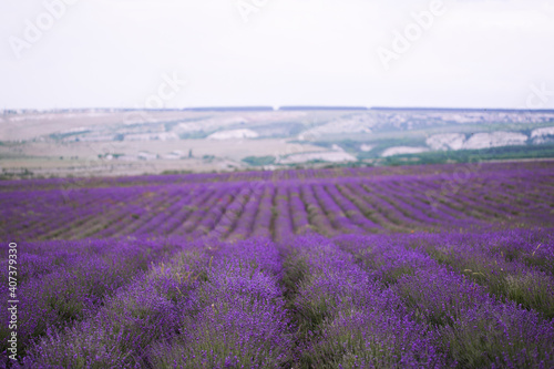 Lavender Crimea
