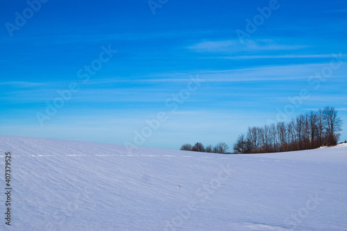 snow covered trees