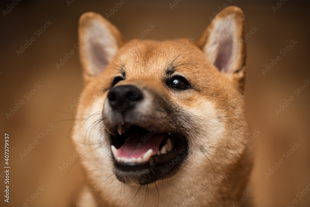 Portrait of a dog Shiba Inu, front view