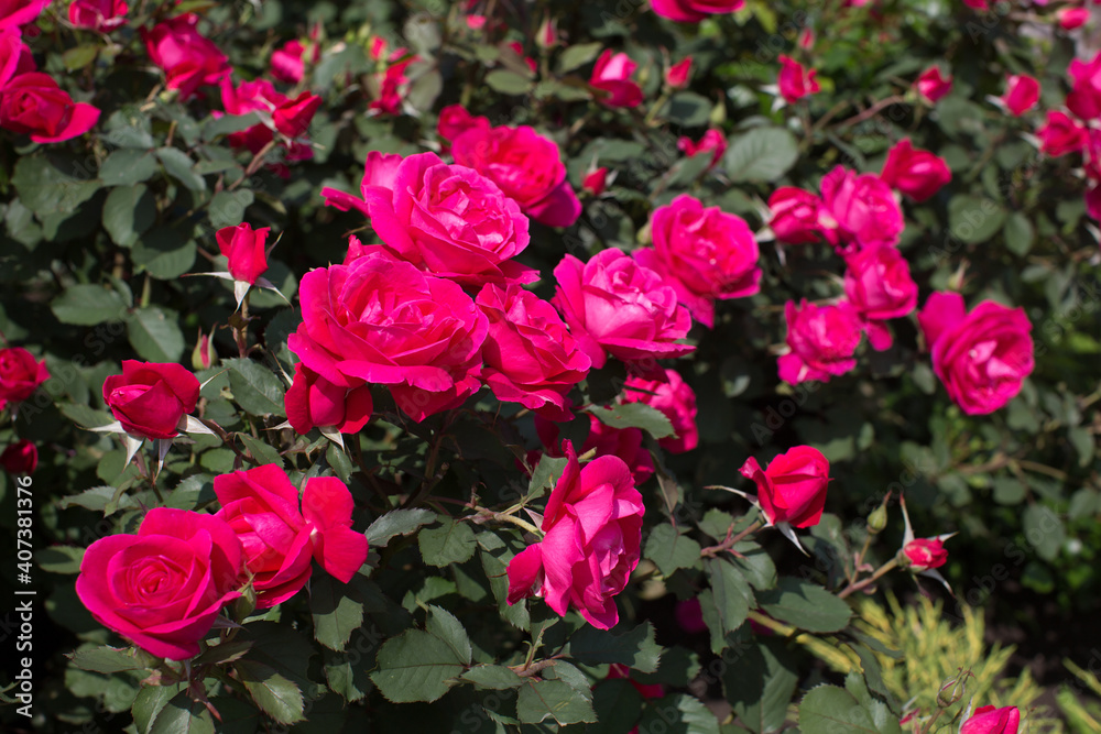 Red rose in the garden Red rose in the garden