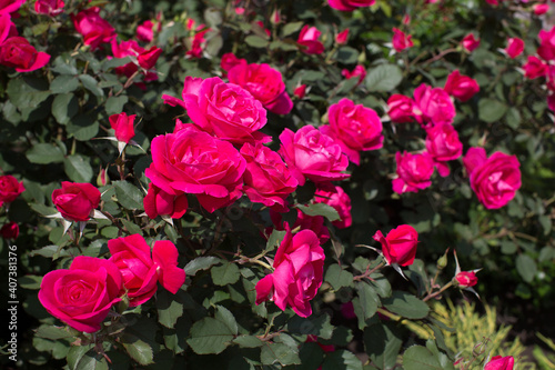 Red rose in the garden