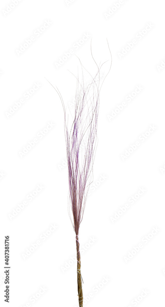 Fototapeta premium Beautiful tender dried flower on white background.