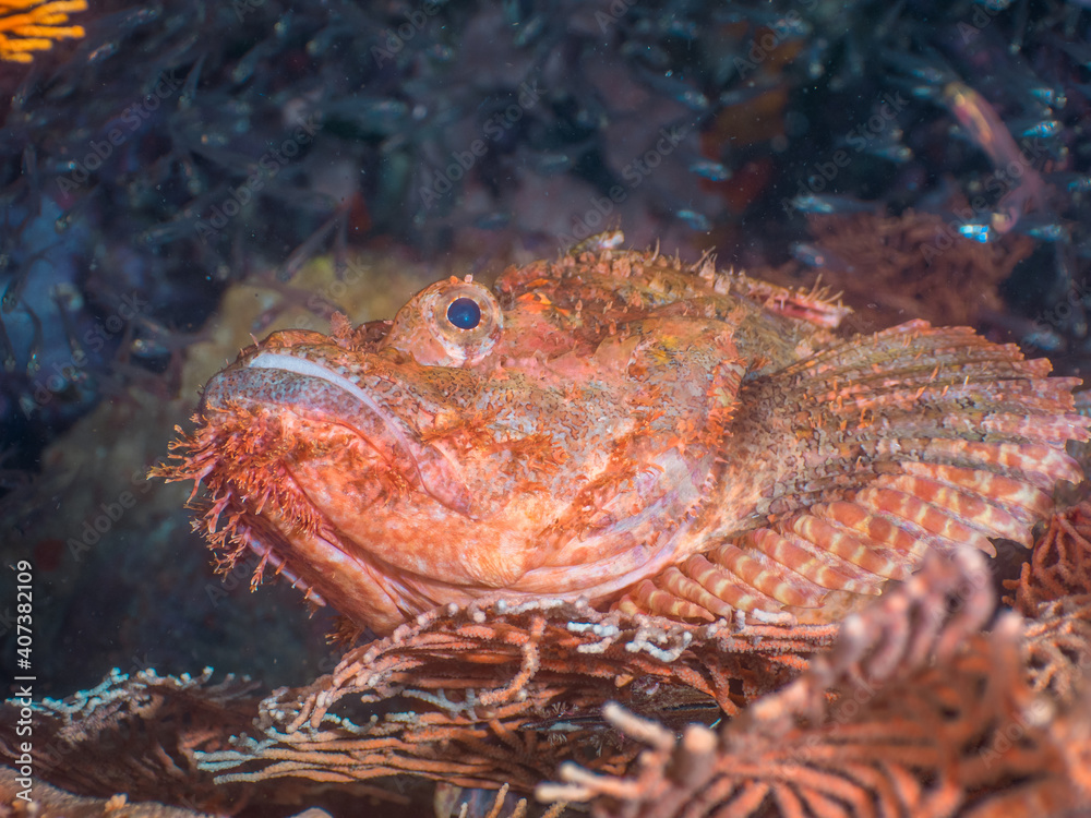 Bearded scorpionfish on a Gorgonian seafan (Mergui archipelago, Myanmar) Bearded scorpionfish on a Gorgonian seafan (Mergui archipelago, Myanmar)