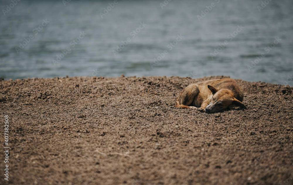Fototapeta premium Poor stray dog