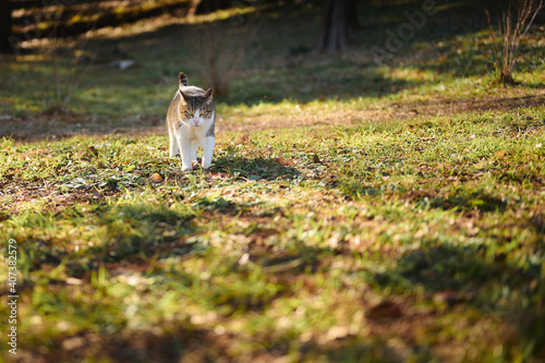 芝生の上を歩いている白い野良猫