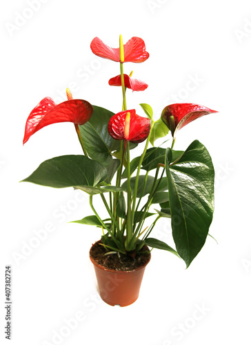 Anthurium in the flowerpot isolated on white background. Anthurium flower is a heart-shaped flower. Flamingo flowers or Red anthurium andraeanum (Araceae or Arum) symbolize hospitality.