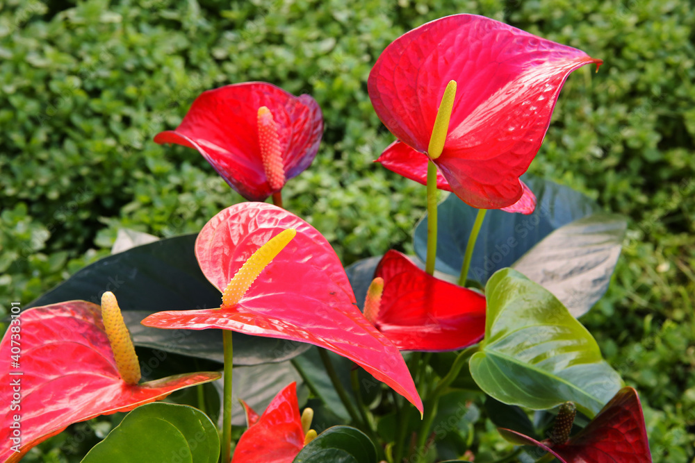 Anthurium flower is a heart-shaped flower. Flamingo flowers or Boy flowers Pigtail. Anthurium andraeanum (Araceae or Arum). Anthuriums symbolize hospitality. Anthurium flower is a heart-shaped flower. Flamingo flowers or Boy flowers Pigtail. Anthurium andraeanum (Araceae or Arum). Anthuriums symbolize hospitality.