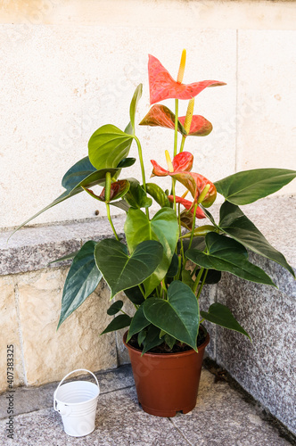 Anthurium in the flowerpot.  Anthurium flower is a heart-shaped flower. Flamingo flowers or Boy flowers Pigtail. Anthurium andraeanum (Araceae or Arum) symbolize hospitality.