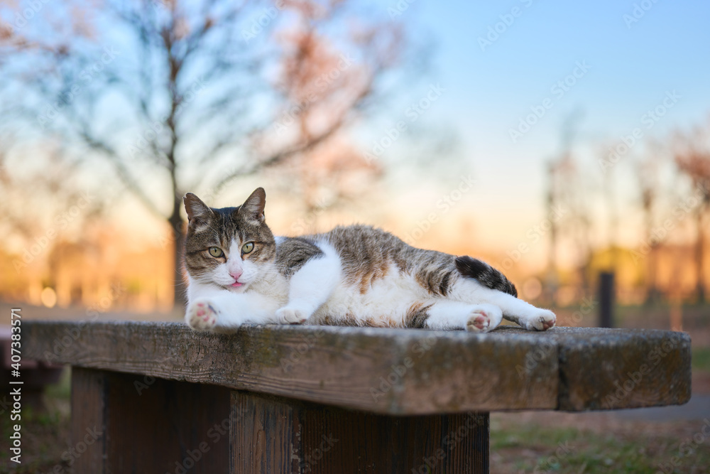 Obraz premium 夕空に公園のベンチの上でリラックスしている野良猫