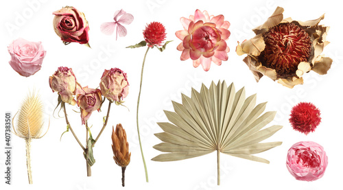 Set with beautiful dry flowers on white background, banner design