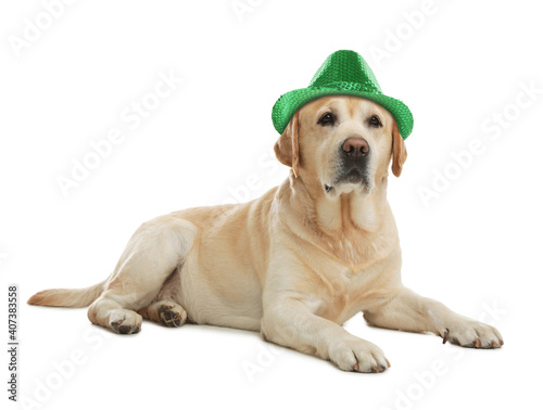 Cute labrador retriever with leprechaun hat on white background. St. Patrick s Day