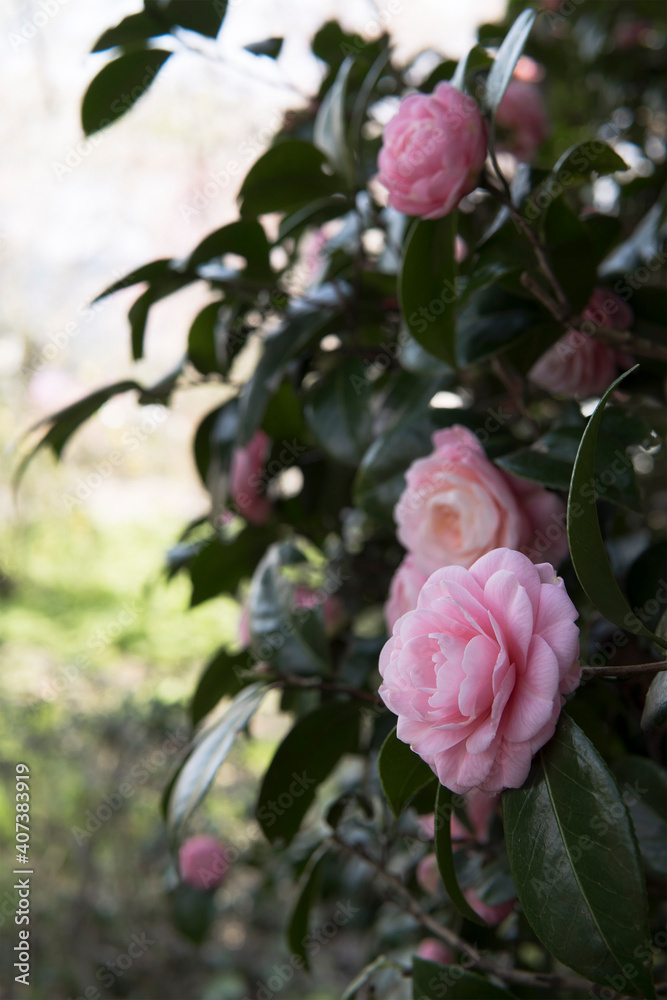 オトメツバキ／Camellia japonica f. otome Makino