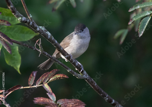The Eurasian blackcap (Sylvia atricapilla) usually known simply as the blackcap, is a common and widespread typical warbler.
