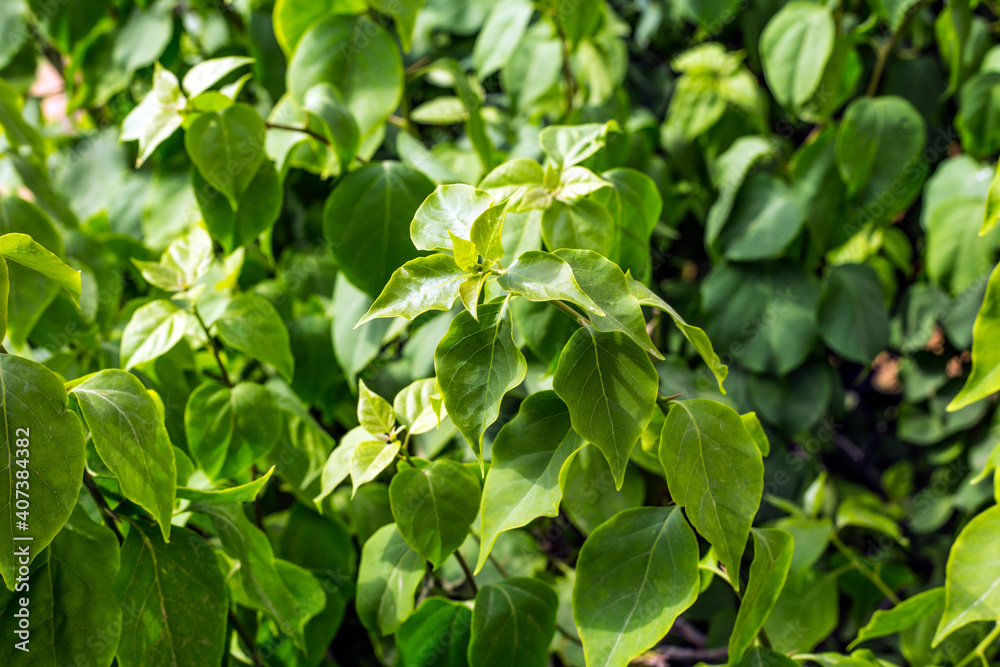 Beautiful Green Leaves background in sunlight Beautiful Green Leaves background in sunlight