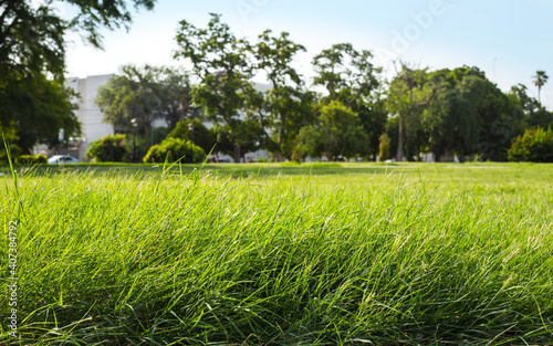 Obraz na płótnie Natural green grass with tree and skye view sport background texture concept
