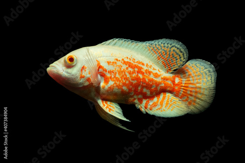 Oscar fish on dark background photo
