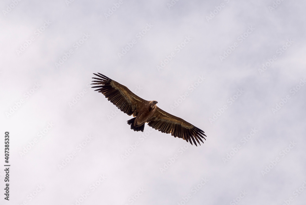Griffon vulture, Gyps fulvus, in flight. Photo taken in the municipality of Colmenar Viejo, province of Madrid, Spain Griffon vulture, Gyps fulvus, in flight. Photo taken in the municipality of Colmenar Viejo, province of Madrid, Spain