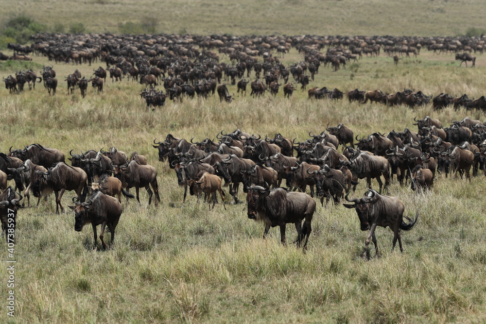 Fototapeta premium Herd of wildebeest in savannah in kenya