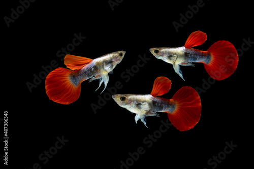 Colony of Guppy fish isolated on black background