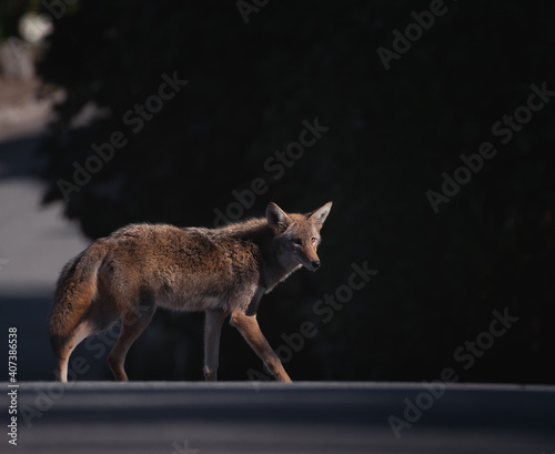 Coyote in a suburban neighborhood during the day
