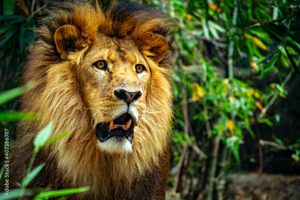 African lion male