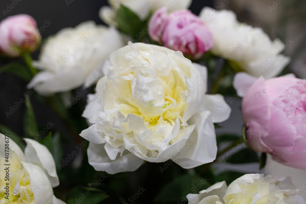 Obraz premium Fresh peonies Opened buds Cut flowers