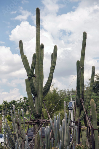 Cactus, macro phpotographjy, beautiful nature background with co