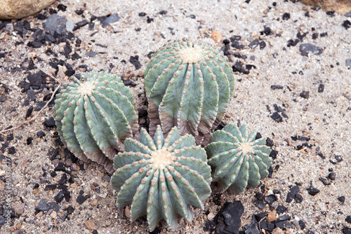 Cactus, macro phpotographjy, beautiful nature background with co
