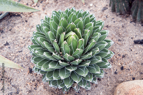 Cactus, macro phpotographjy, beautiful nature background with co