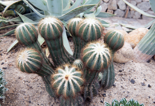 Cactus, macro phpotographjy, beautiful nature background with co