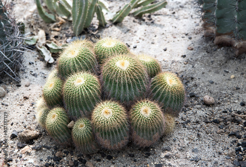 Cactus, macro phpotographjy, beautiful nature background with co