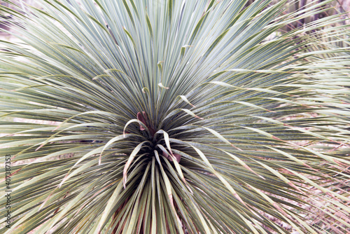 Cactus  macro phpotographjy  beautiful nature background with co